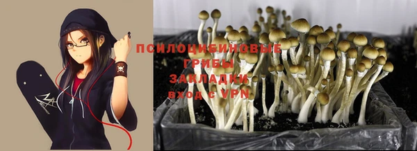 трава Белокуриха